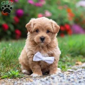 Tommy, Maltipoo Puppy